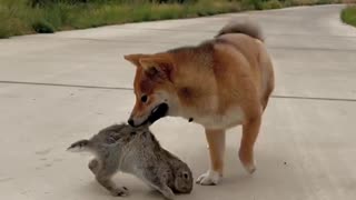 Dog🐶 and Rabbit 🐰 are playing 🤣🤣