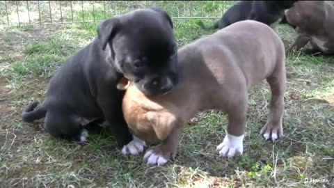 Cute Puppies playing together