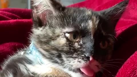 Funny and Cute Cat Videos #328
