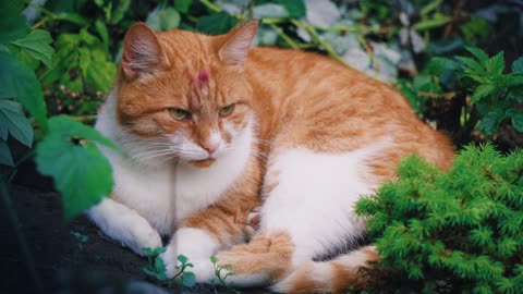 orange cat in the garden