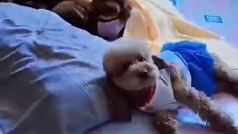 Cute Dogs Babysitting Dog And Baby Sleeping Together Compilation 2022