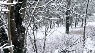 Winter wonderland (short)