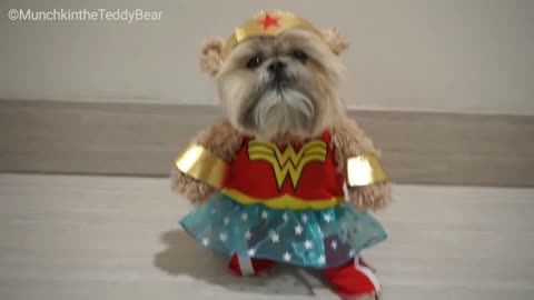 Munchkin the Teddy Bear is Wonder Woman!