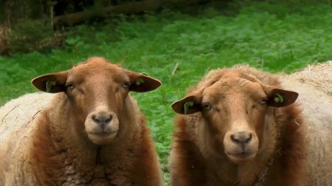 Two sheep animal funny video