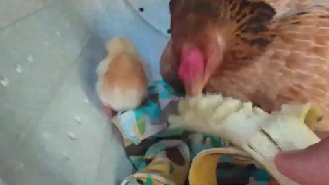 THE BLUE-EYED CHICKEN HAD CHILDREN WITH ONE OF THE TWIN ROOSTERS PART 1