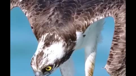 The eagle's eyes are so sharp!