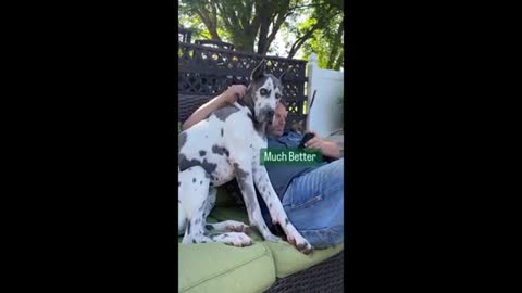 Dog makes it clear she wants to petted at all times danesandthings