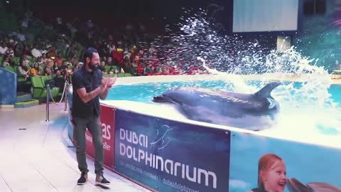 Awesome dolphins showing off some amazing skills