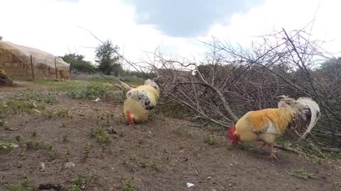 two chickens fighting each other like an action movie