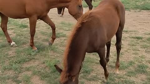 Aiko, my new filly