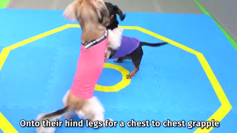 funny olympic dogs