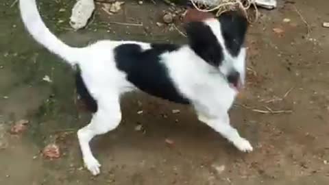 Dancing funny 🐶 Dog