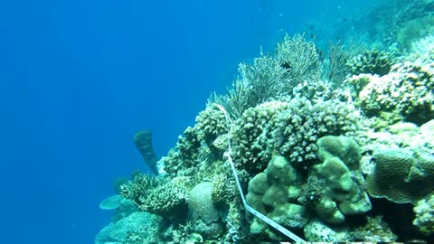 Diversity of Coral Reefs in the Togean Islands (by Indo Fi