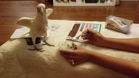 Cockatoo Eats Ice Cream