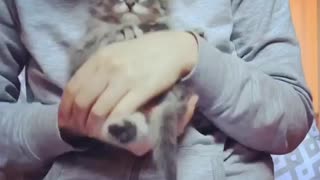 Cuddles and kisses with cute fluffy kitten