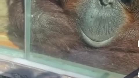 I think this GORILLA loves drawing, CUTE ANIMALS COMPILATION VIDEOS