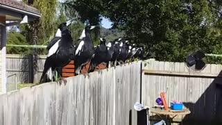 Australian Magpie Choir in the Backyard