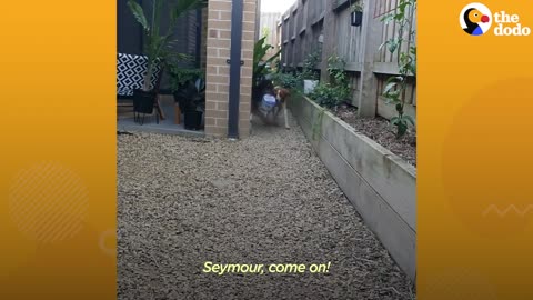 Dad Cuts "Peepholes" Into Fence So Dogs Can Say Hi To Mom