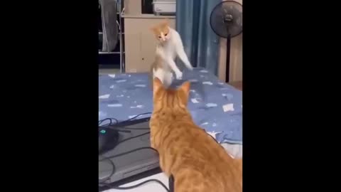 New Funny Animals 😂 Funniest Cats and Dogs Videos 😺🐶