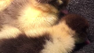 Ducklings just want to sleep