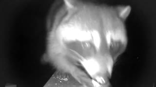 raccoon munching