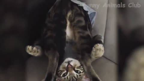 cats video funny animals for rumble