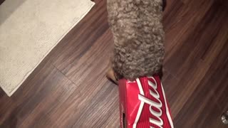 Labradoodle gets head stuck in beer box whilst hunting for treat