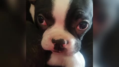 Adorable Sleepy Boston Terrier