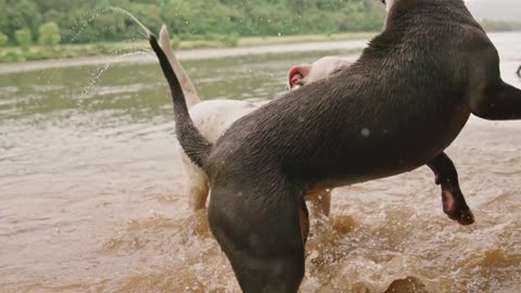 Dog playing 7