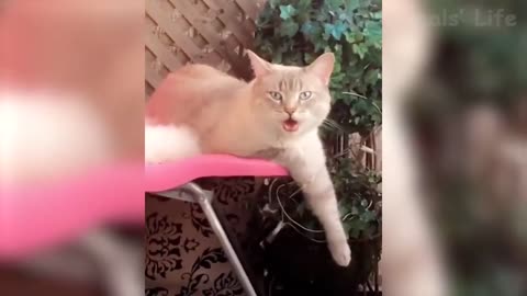 43 Funniest Cat Videos That Make Your Day Better 😻