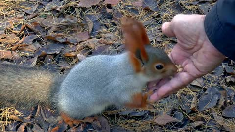 Watch this squirrel eating grain from the hand of its owner, it is really beautiful and fun