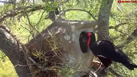 BATTLE BETWEEN MONKEY AND DOGS