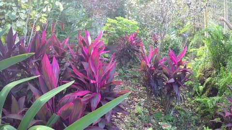 Flowers of Panama / Costa Rica, March 2017