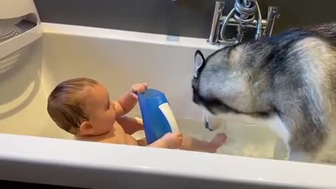 Husky Helps Newborn Baby Bath In The Cutest Way Possible!