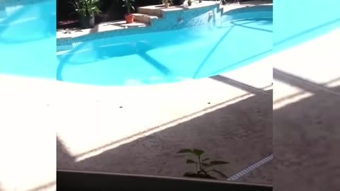 Funny cat in pool water !
