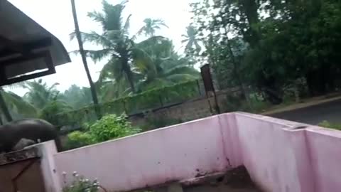 Elephant attack in Coimbatore [SiGator]