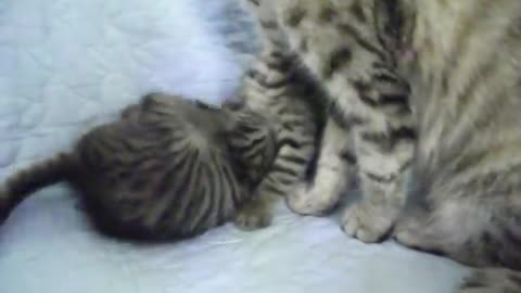 Kitten suddenly falls asleep during his brothers fight