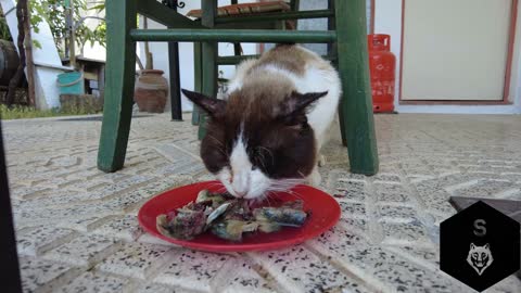 Stray cat comes to eat fish I Cat eating fish I Portugal I Europe I Cat loves fish