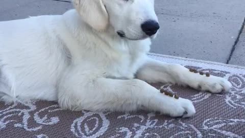 White dog having food treats put on his paws