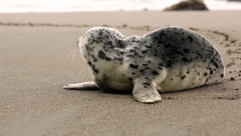 Cute White Grey Seal Baby Relaxing at The Beach