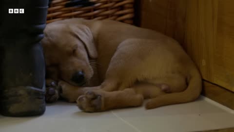 Labrador Puppy Befriends 2YearOld Rescue Dog Wonderful World of Puppies BBC Earth