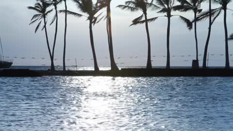 Rumble/Coconut Tree Near Sea Under Blue Sky