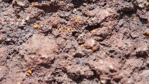 Small Insects On Rock