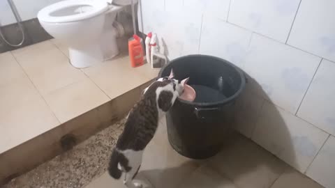 Cute sneaky thirsty cat drink water in the bathroom