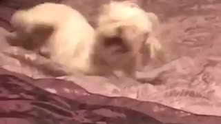 White dog lays on pink bed and shakes her legs in the air