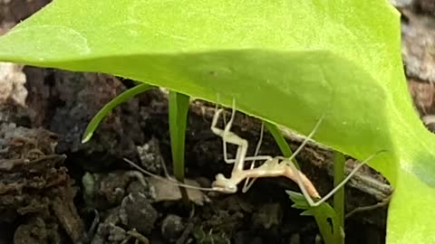 Incredibly small Praying Mantis