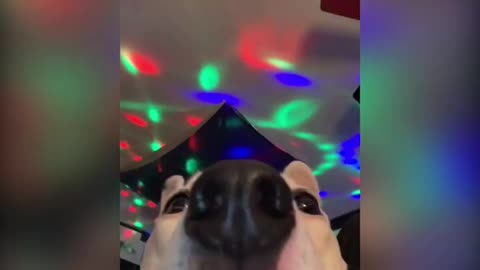 Funny Dog made the dance floor gonewild. 😂