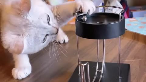 Whisker Whackiness: The Funniest Cat Videos of the Year