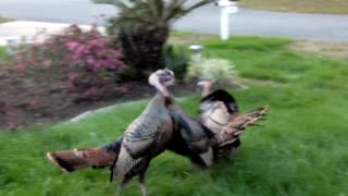 Angry Turkey fight before Thanksgiving !