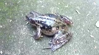 Screaming frog